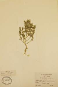 Herbarium Sheet of 